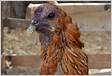 Muda de penas forçada em galinhas poedeiras SIM ou NÃ